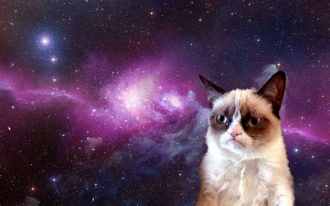 Grumpy Cat In Space 1920x1200 Imgur Chats Grincheux Drôles Mèmes