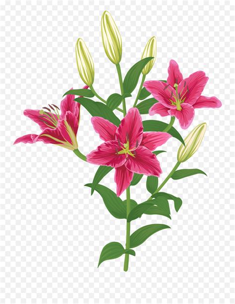 Lily Lilium Female Liliaceae Flower Emojilily Flower Emoji Free