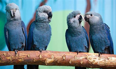 Rare Parrots