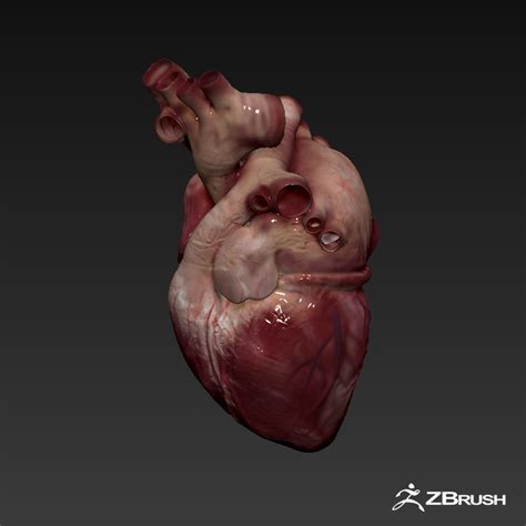 Realistic Human Heart Model Turbosquid 1290869