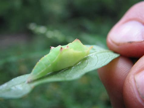 The wingspan is roughly 2 inches across. cabbage white chrysalis | This chrysalis was a bit less ...