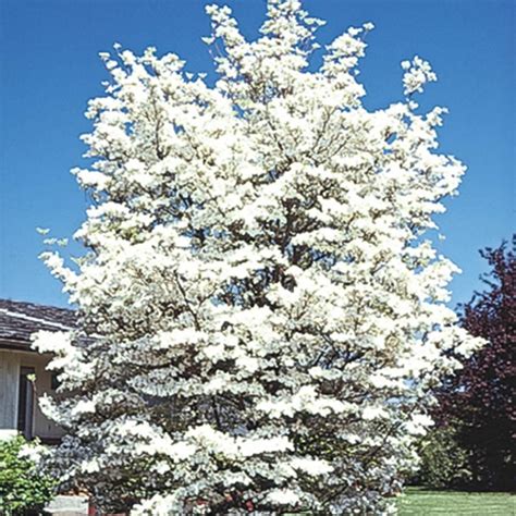 Spring Hill Nurseries White Flowering Dogwood Cornus