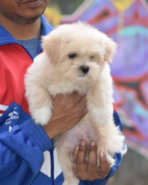 These breeds are best suited for their native tropical climate which includes the tropic of cancer—the latitude which passes through the middle of india. Pomeranian Puppy Price In Delhi