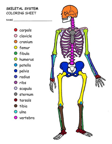 Anatomy Printable Coloring Worksheets Pdf Skeleton Tedy Printable