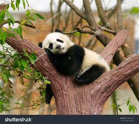Sleeping Giant Panda Baby Stock Photo 120544951 Shutterstock