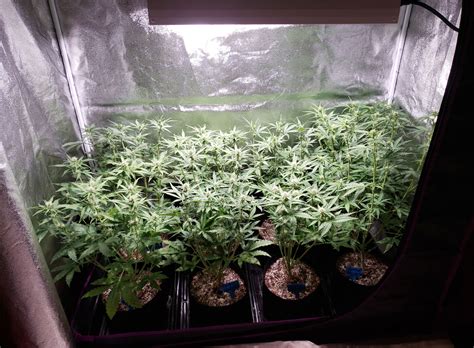 315W LEC/CMH Cannabis Grow Setup & Tutorial | Grow Weed Easy