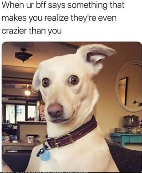 Pure Goodness Collection Of Doggo Memes Funny Animal Pictures Funny