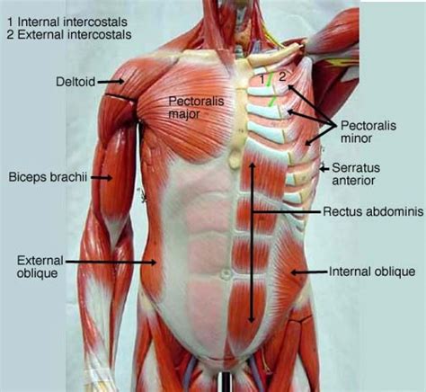 Anterior Muscle Tissue Upper Torso Diagram Quizlet
