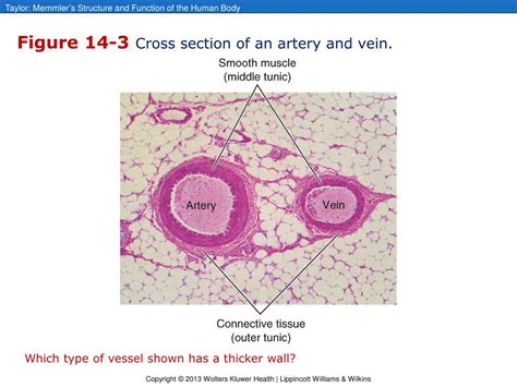 Ppt Chapter 14 Blood Vessels And Blood Circulation Powerpoint