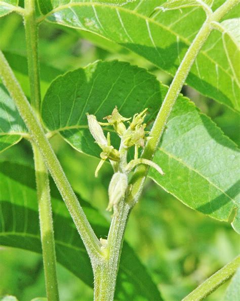 We classify the pollination periods of each tree as either protandrous (type 1) or protogynous (type 2.) you should mix type 1 and type 2 for best pollination and highest yields. Northern Pecans: Mid-way through pecan pollination season