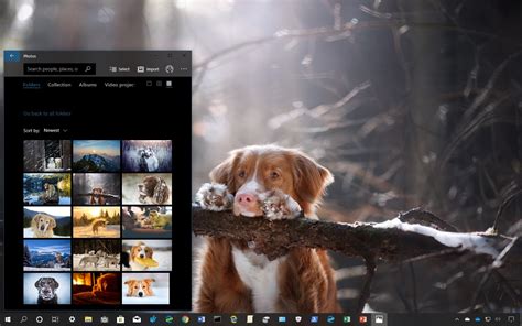 Dogs In Winter Theme For Windows 10 Download • Pureinfotech