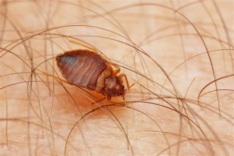 Where Do Bedbugs Come From