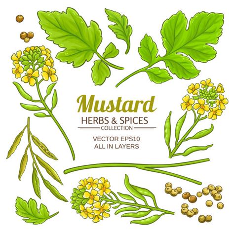 Drawing Of The Mustard Plants Stock Photos Pictures And Royalty Free