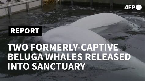 Captive Beluga Whales Released Into Iceland Sea Sanctuary Afp Youtube