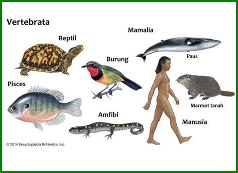 Klasifikasi Hewan Vertebrata - Soal Baru