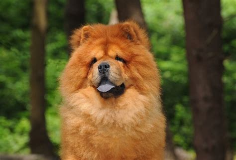 20 The Most Expensive Dog Breeds In The World Vrogue