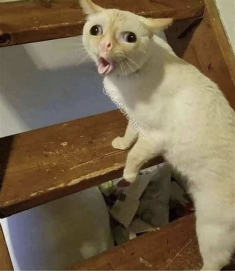 Need Cheering Up These Coughing Cat Memes Will Make Your