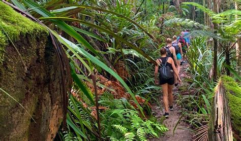 Byron Hinterland Rainforest And Waterfall Tours Nsw National Parks