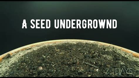 A Seed Grows Youtube