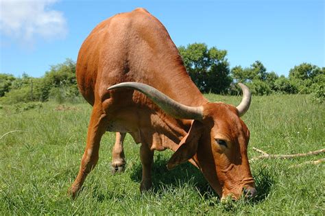 Afrikaner Cattle Wikipedia