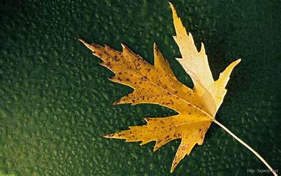 Leaf Brown Nature Maple Fall Wallpapers Backgrounds
