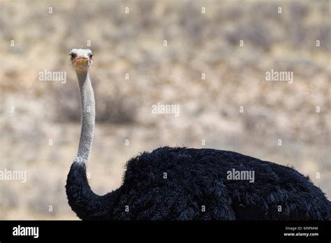 South African Ostrich Struthio Camelus Australis Adult Male