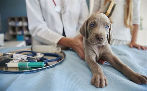 Hemophilia In Dogs A Dangerous Blood Disease Mundo Perros