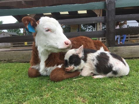 10 Pennywell Miniature Pig Moments Pennywell Farm News