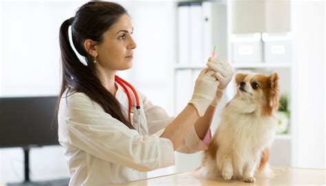 Selegiline hydrochloride (anipryl®) is also used to treat canine cushing's disease, although it is not as effective as trilostane or mitotane. Cushing's Disease in Dogs: Science on Symptoms, Diagnosis ...