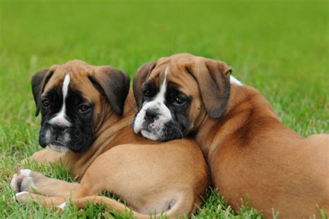 They have a playful personality & are an ideal family pet. Boxer Puppies Pictures : 9 Amazing Boxer Puppies Spokane Wa | Biological Science Picture ...
