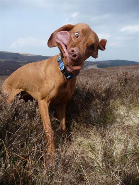 27 Hilarious Dog Faces That Will Make You Laugh