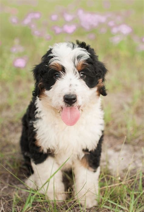 Kona Mini Bernedoodle Soon To Be Stud For Our Mini F1bs Testing