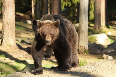 After a game of basketball the bears find out their stuff has been stolen. Brown Bears in Finland Finland wildlife holiday | Europe ...