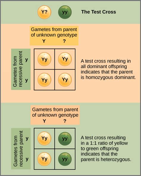 In a cross between a dominant homozygote and a recessive homozygote, all the offspring will have a heterozygous genotype and a dominant phenotype. Characteristics and Traits | Biology I