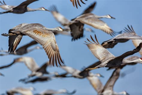 Its Migration Pacific Birds Habitat Joint Venture