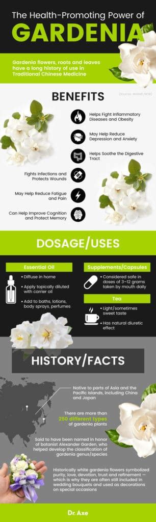 Top 6 Benefits Of Gardenia Flowers And Gardenia Essential Oil Dr Axe