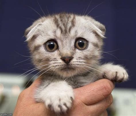 Scared Kitten Imgflip
