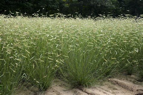 See full list on missouribotanicalgarden.org Blonde Ambition - Blue Grama Grass - Bouteloua gracilis ...