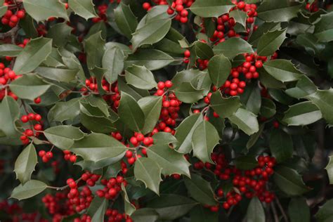 Types Of Holly Bushes Trees