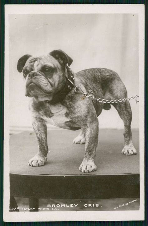 English Bulldog Dog Bromley Crib Original Old C1910s Photo Postcard