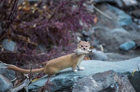 Mountain Weasel With Kill Photo By Angad Achappa — National Geographic