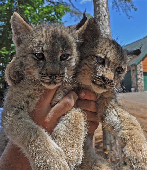 Canadian Lynx Kits Are Growing Up