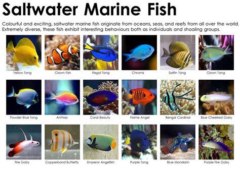 In this post, we'll explain the 20 best saltwater aquarium fish for beginners. Saltwater Aquarium vs Freshwater Tank - Pros & Cons
