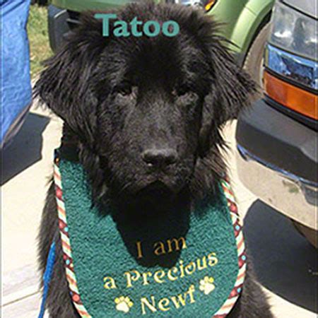 Increasingly there are newfoundland puppies being offered for sale on general websites and in newspaper advertisements and in many cases potential purchasers find it difficult to distinguish between genuine reputable breeders and the financially motivated puppy farmers who have little or. Newfoundland Dog For Adoption Near Me