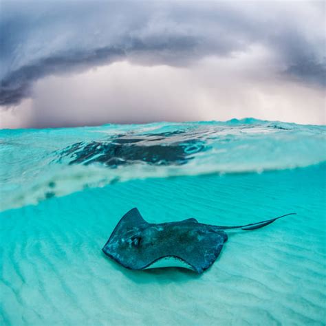 Giant Stingray Stock Photos Pictures And Royalty Free Images Istock