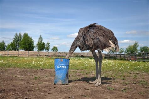 African Ostrich Hiding Its Head In The Sand Stock Image Image Of Farm