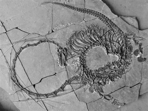 Paleontologists Discover A 240 Million Year Old Dragon Fossil In Full