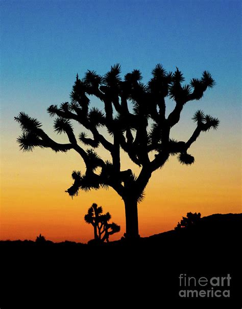 Joshua Tree Sunset Silhouette Photograph By Denise Vasquez