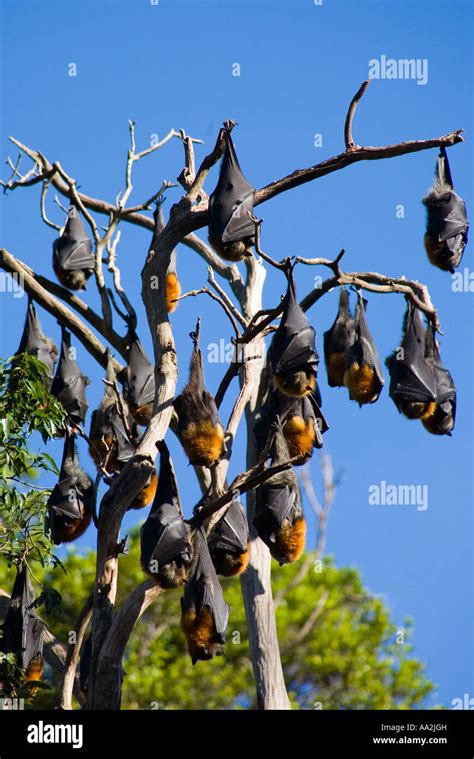 Colony Of Grey Headed Flying Foxes These Bats Are Endemic To Australia