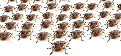 Inspection, vacuuming, chemical treatment is our method in that order. deBugged - The Pest Control Blog North America